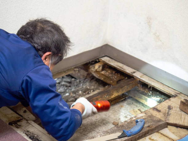 Best Commercial Mold Removal  in Santa Nella, CA