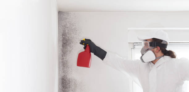 Best Certified Mold Removal  in Santa Nella, CA
