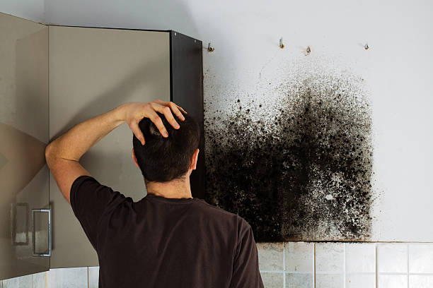Best Commercial Mold Removal  in Santa Nella, CA