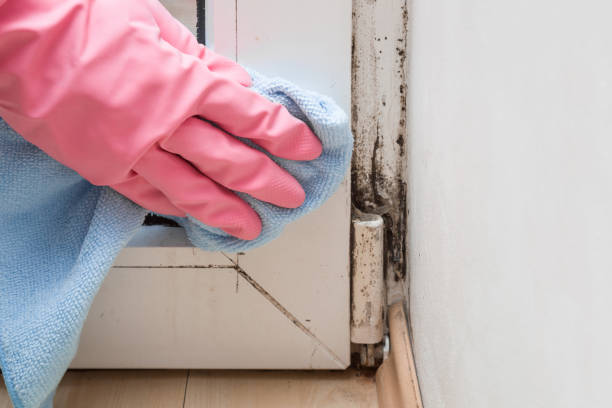 Best Residential Mold Removal  in Santa Nella, CA